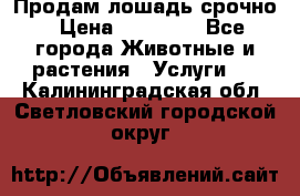 Продам лошадь срочно › Цена ­ 30 000 - Все города Животные и растения » Услуги   . Калининградская обл.,Светловский городской округ 